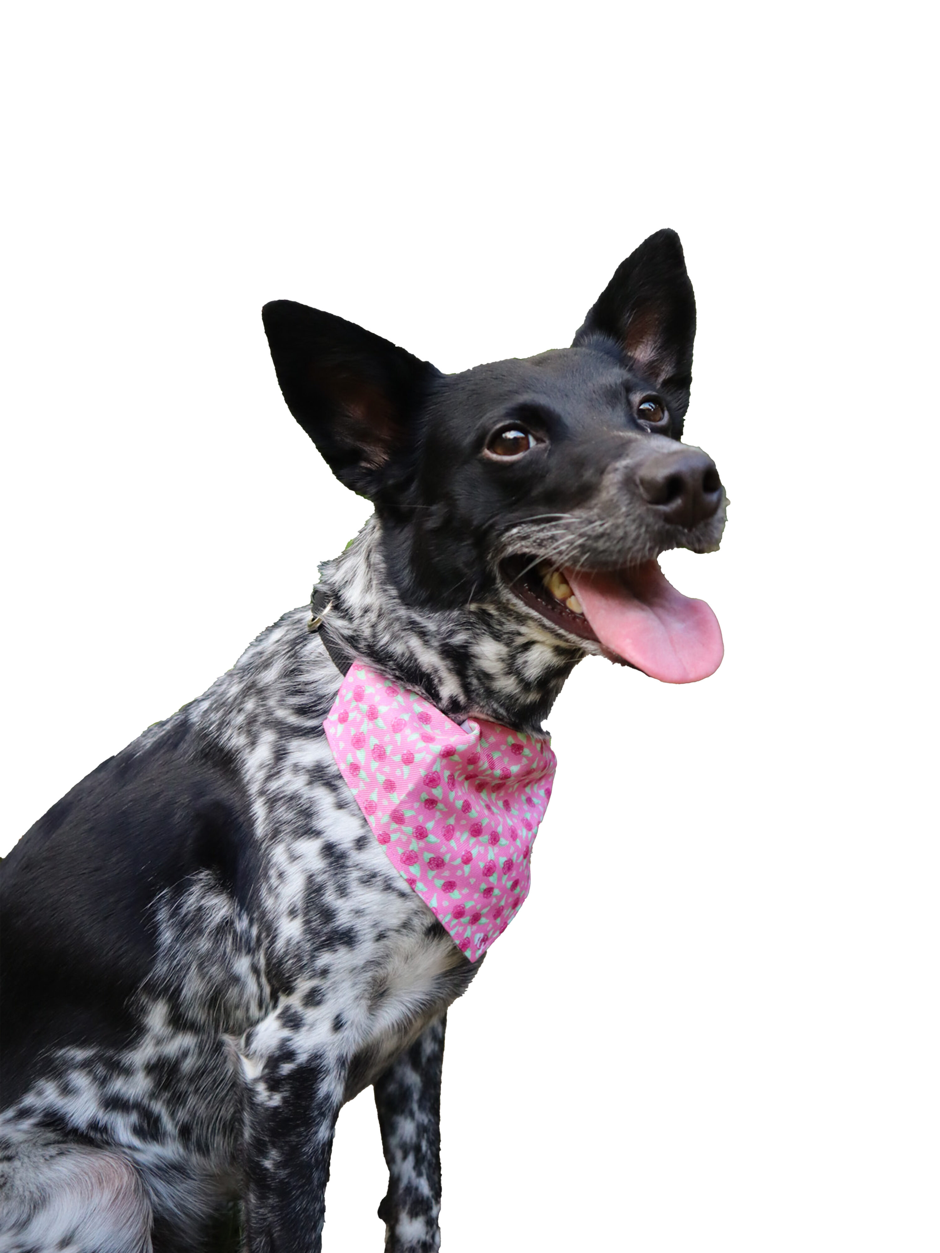 Pet Bandana Collar in Pink Rose Print