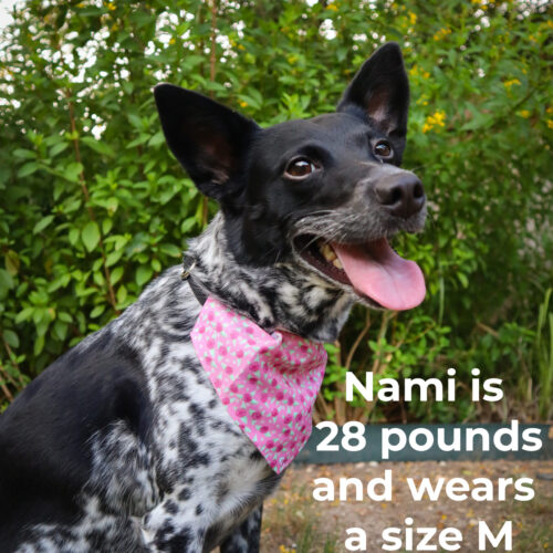 Pet Bandana Collar in Maroon Rose Print