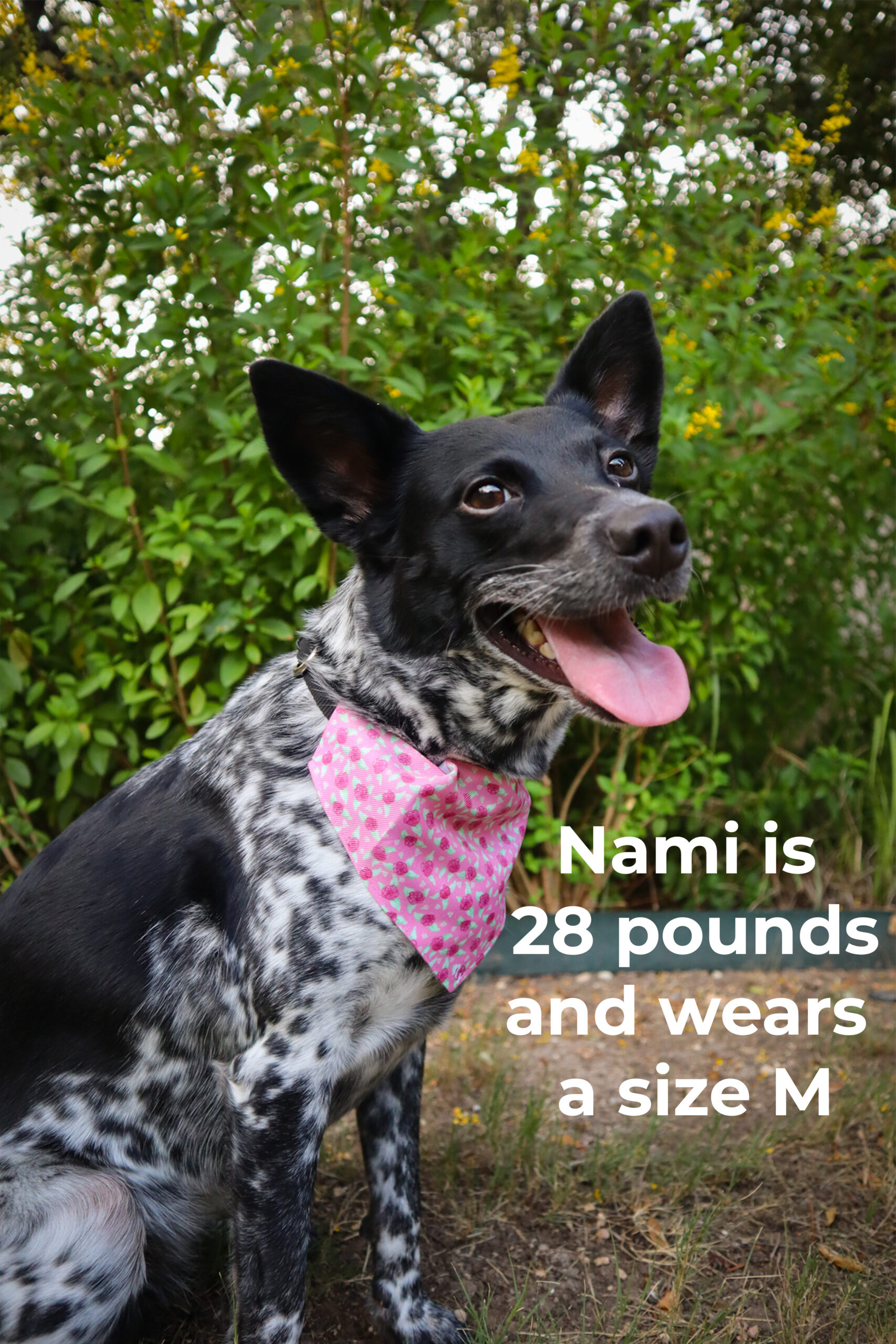 Pet Bandana Collar in Maroon Rose Print