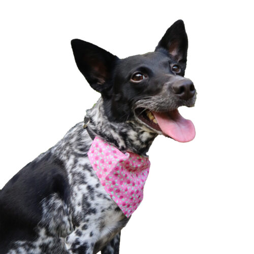 Nami Mockup Pet Bandana Collar in Pink Rose Print