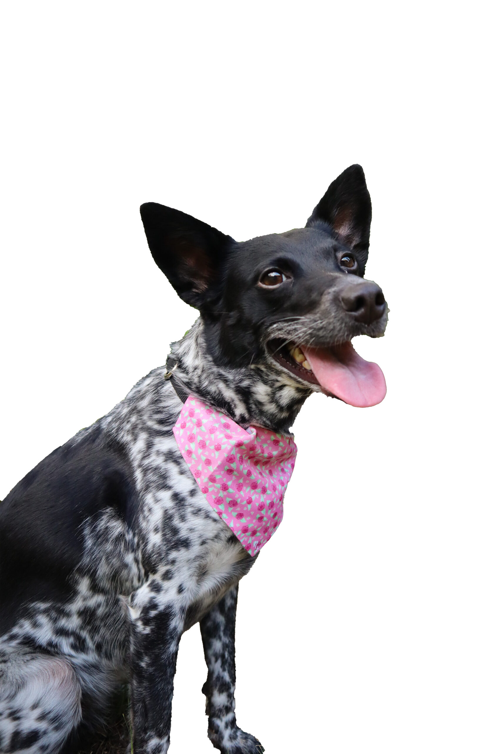 Nami Mockup Pet Bandana Collar in Pink Rose Print